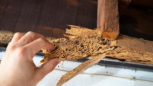 Termite Inspection Checklist: Spotting Signs of Infestation Early